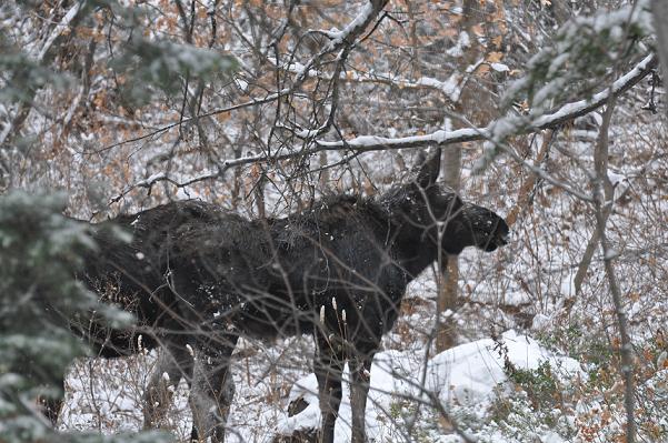 moose2